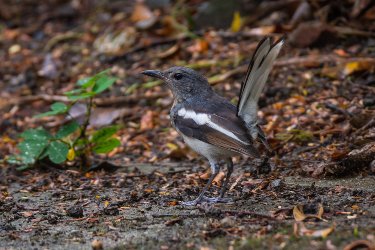 Oriental Magpie-Robin - ML642661307