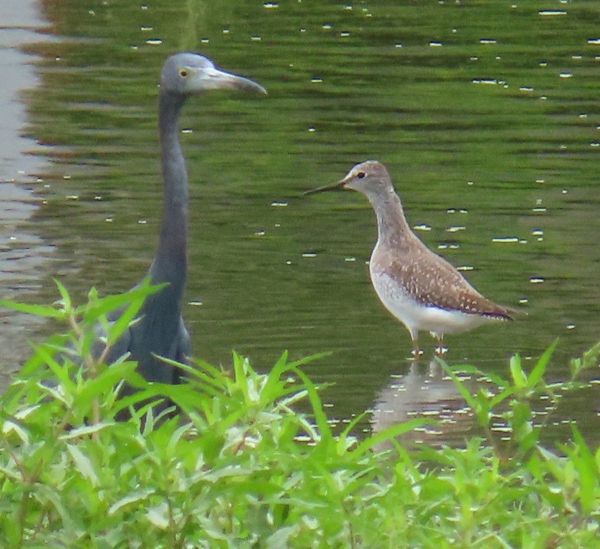 Little Blue Heron - ML642661308
