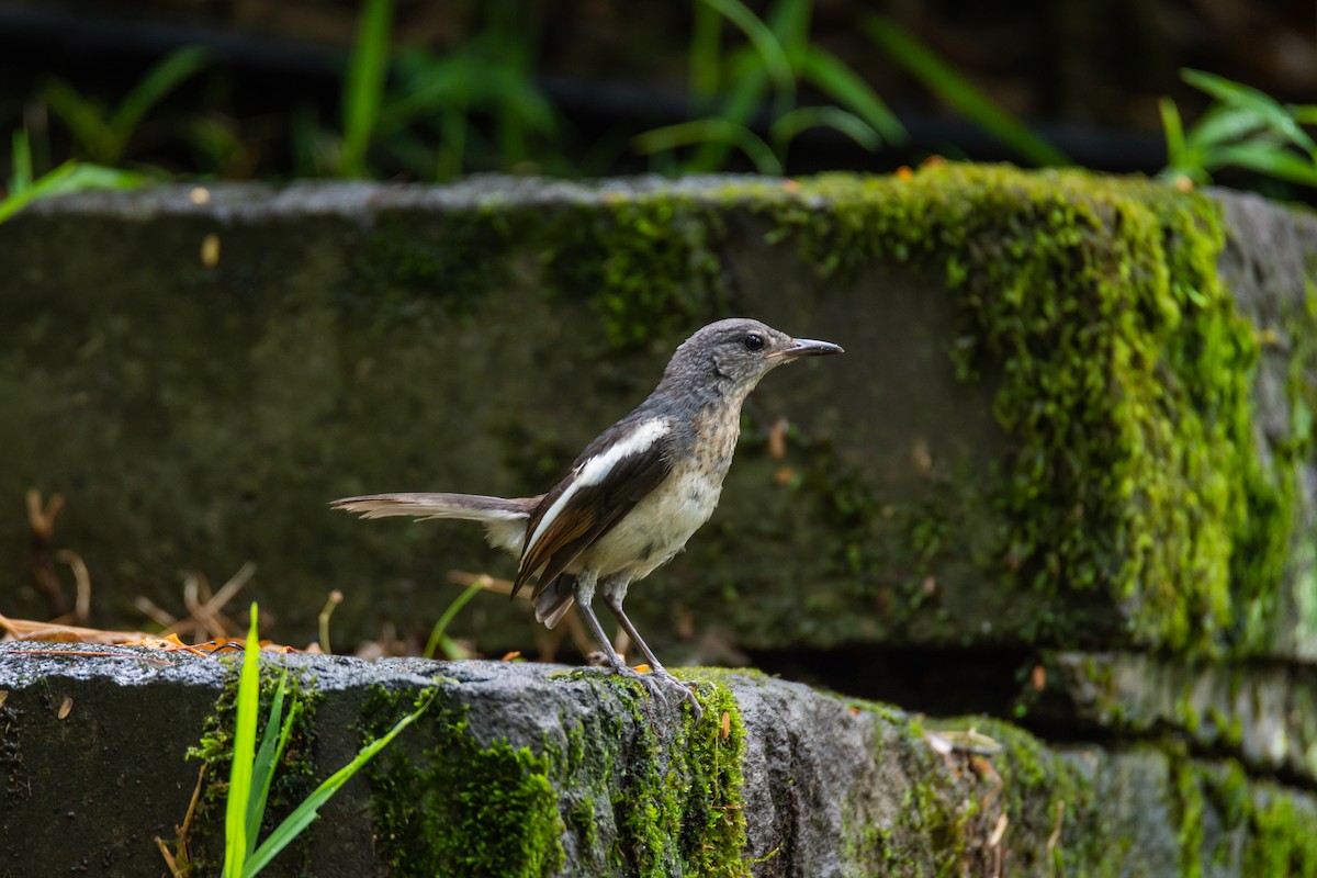 Oriental Magpie-Robin - ML642661309