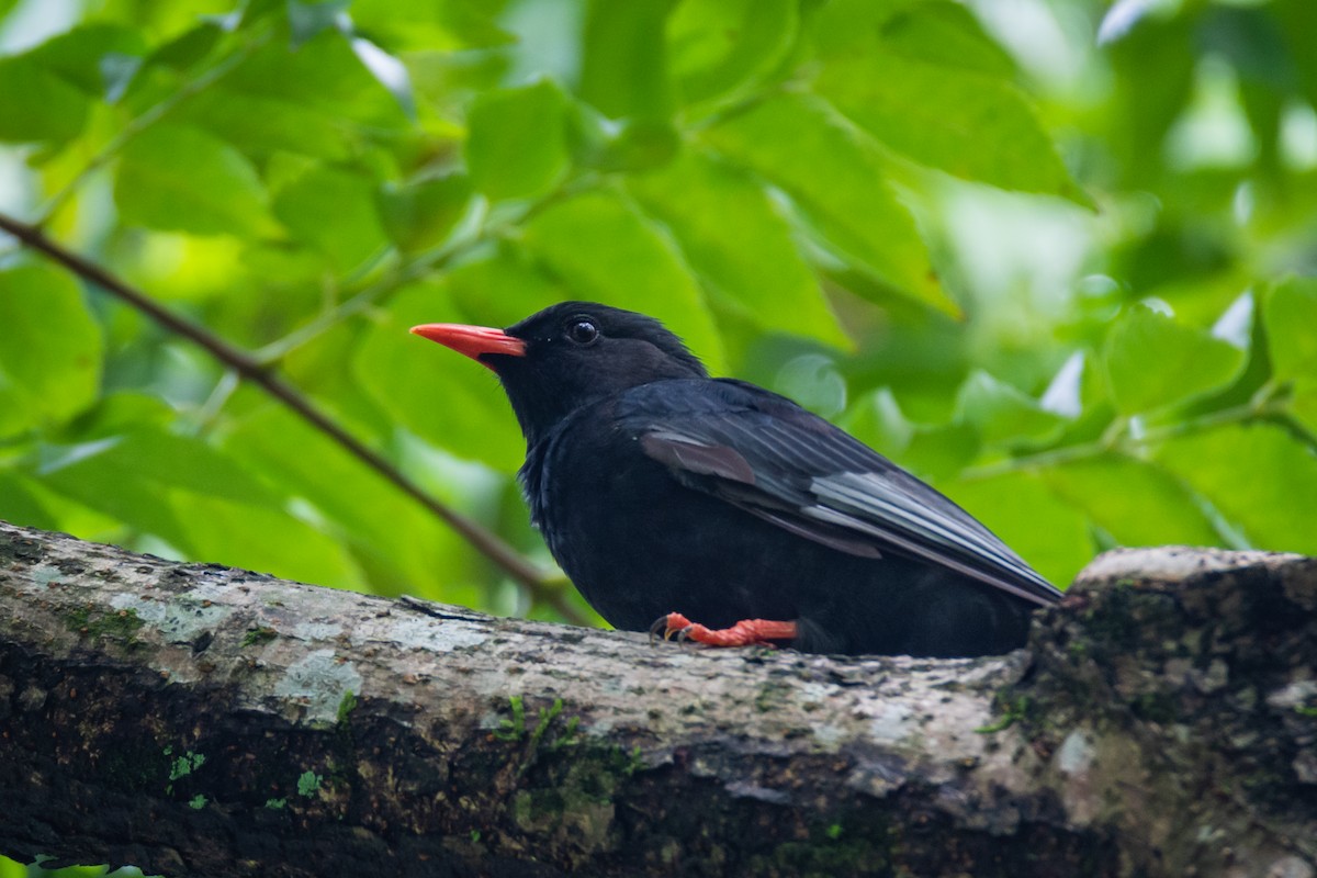 Black Bulbul - ML642661329