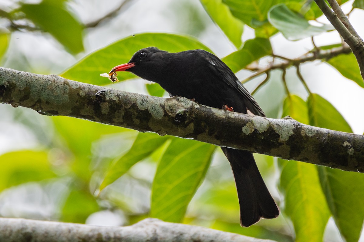 Black Bulbul - ML642661330