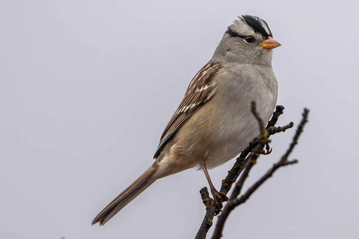 White-crowned Sparrow - ML642661341