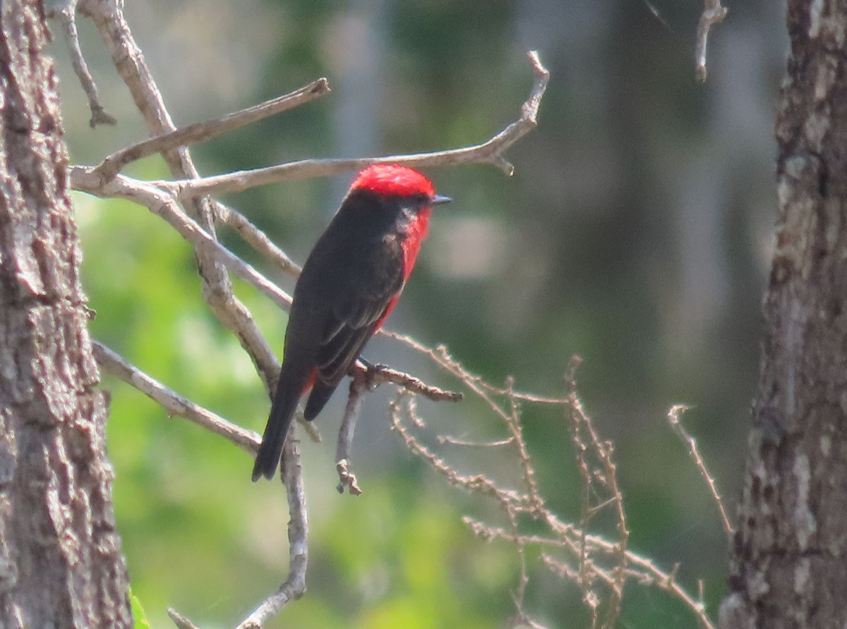 Vermilion Flycatcher - ML642661356