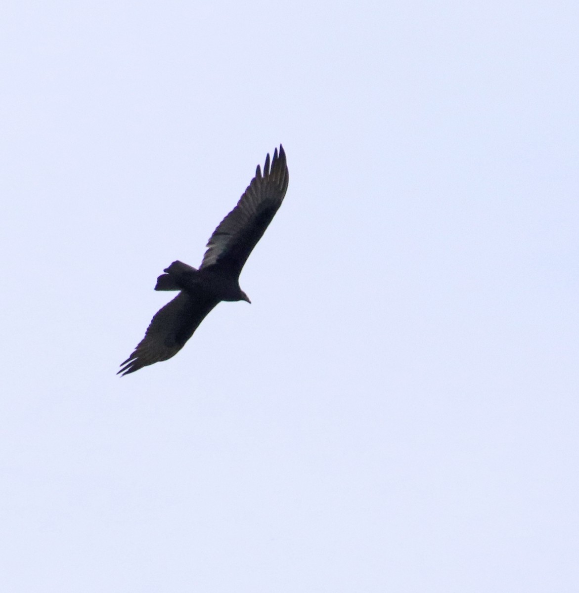 Turkey Vulture - ML642661357