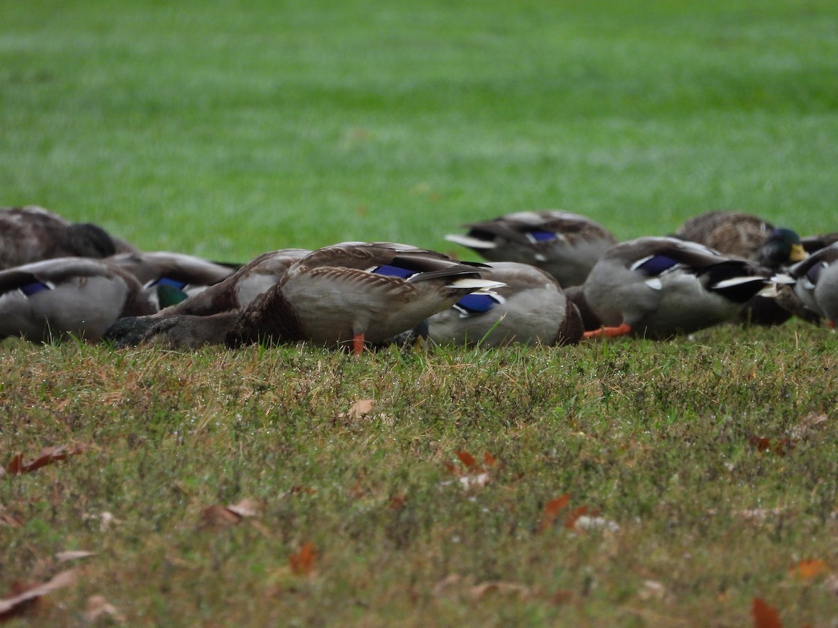 Mallard - ML642661371