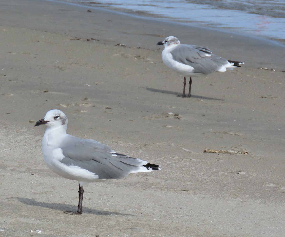 Laughing Gull - ML642661374
