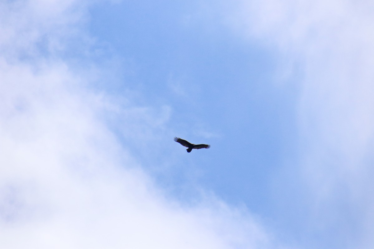 Turkey Vulture - ML642661377