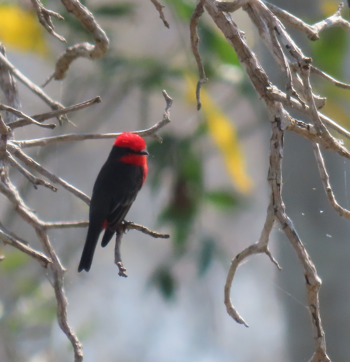 Vermilion Flycatcher - ML642661387