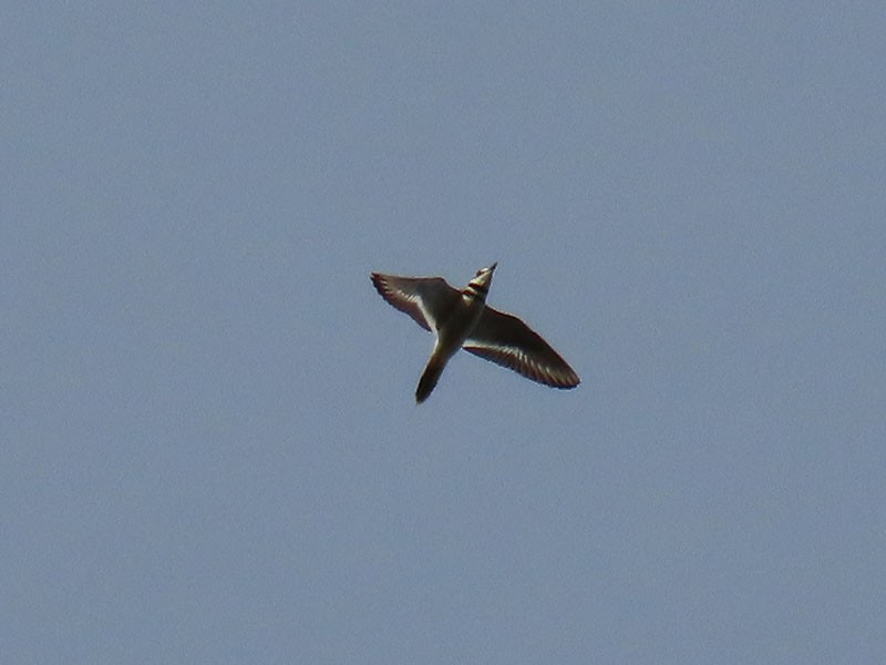 Killdeer - ML642661392