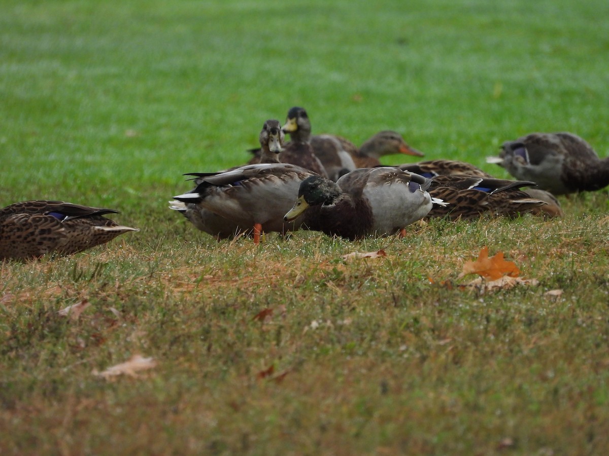 Mallard - ML642661395