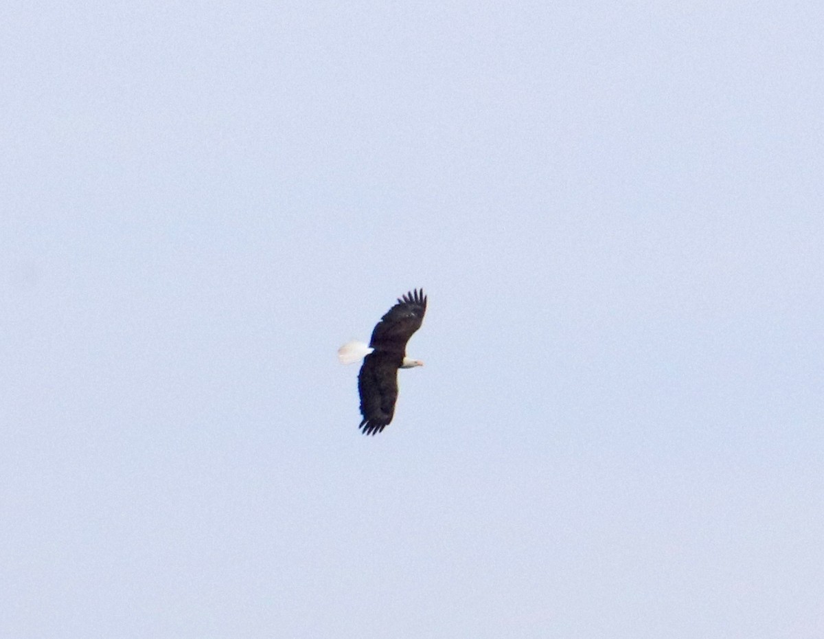 Bald Eagle - ML642661397