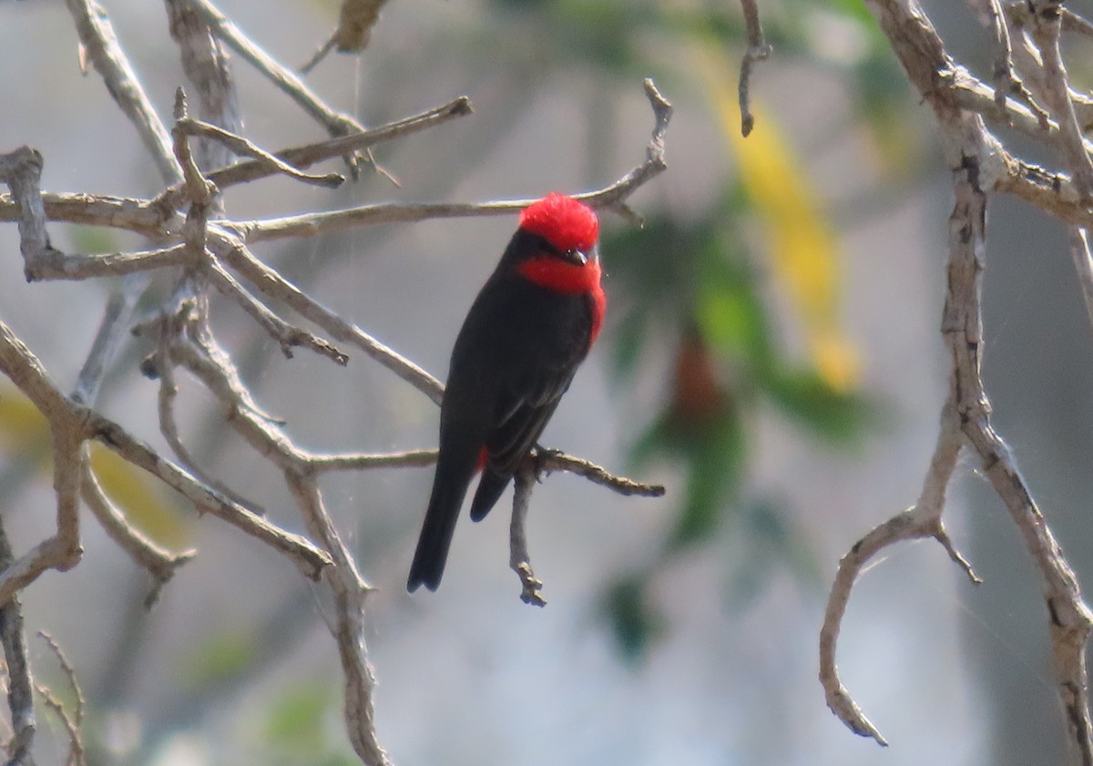 Vermilion Flycatcher - ML642661403