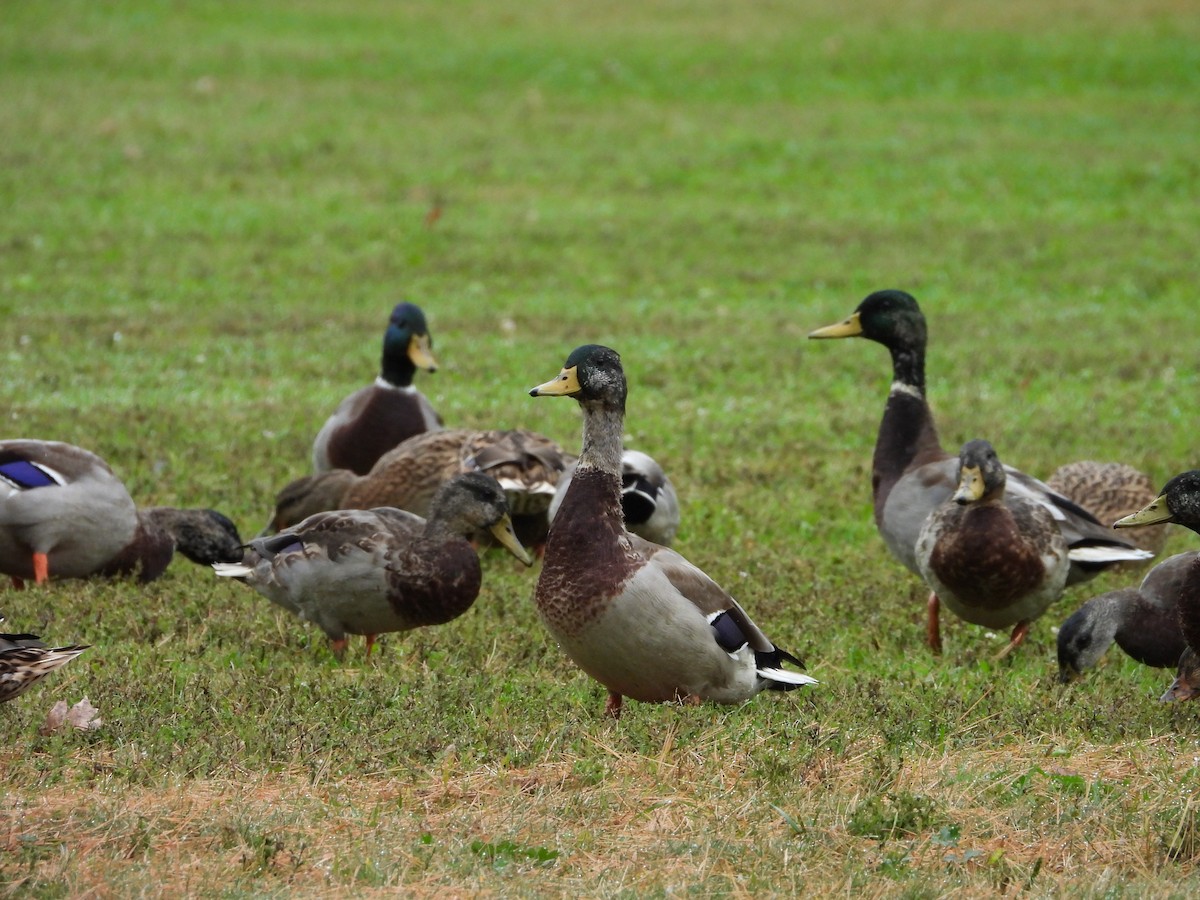 Mallard - ML642661407