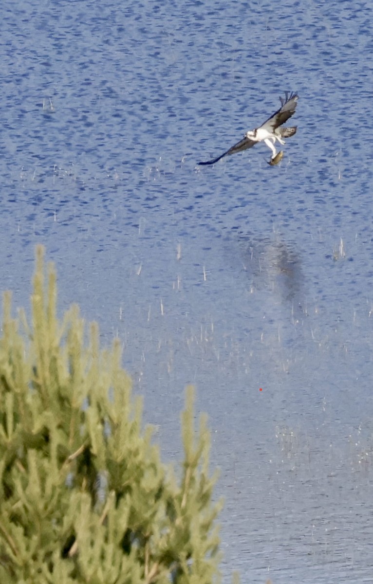 Osprey - ML642661408