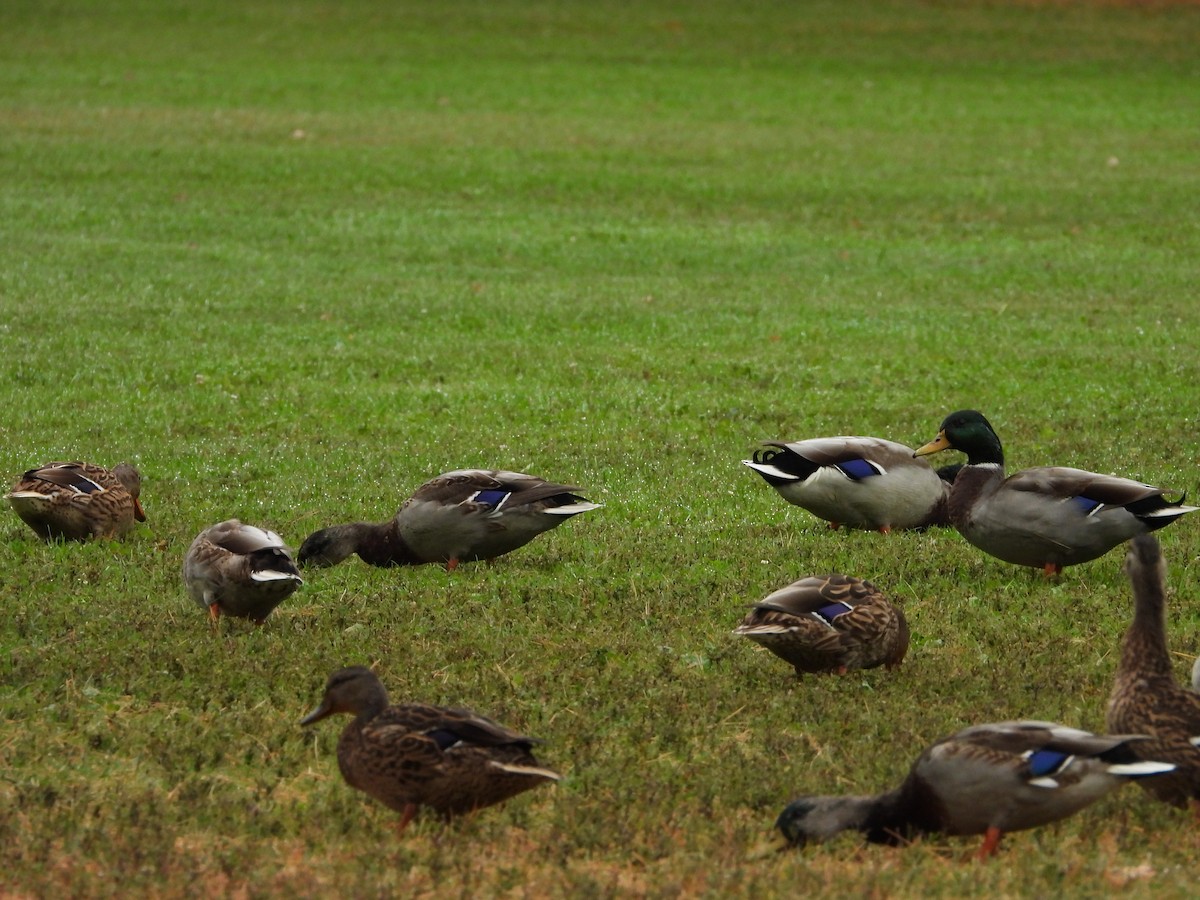 Mallard - ML642661420