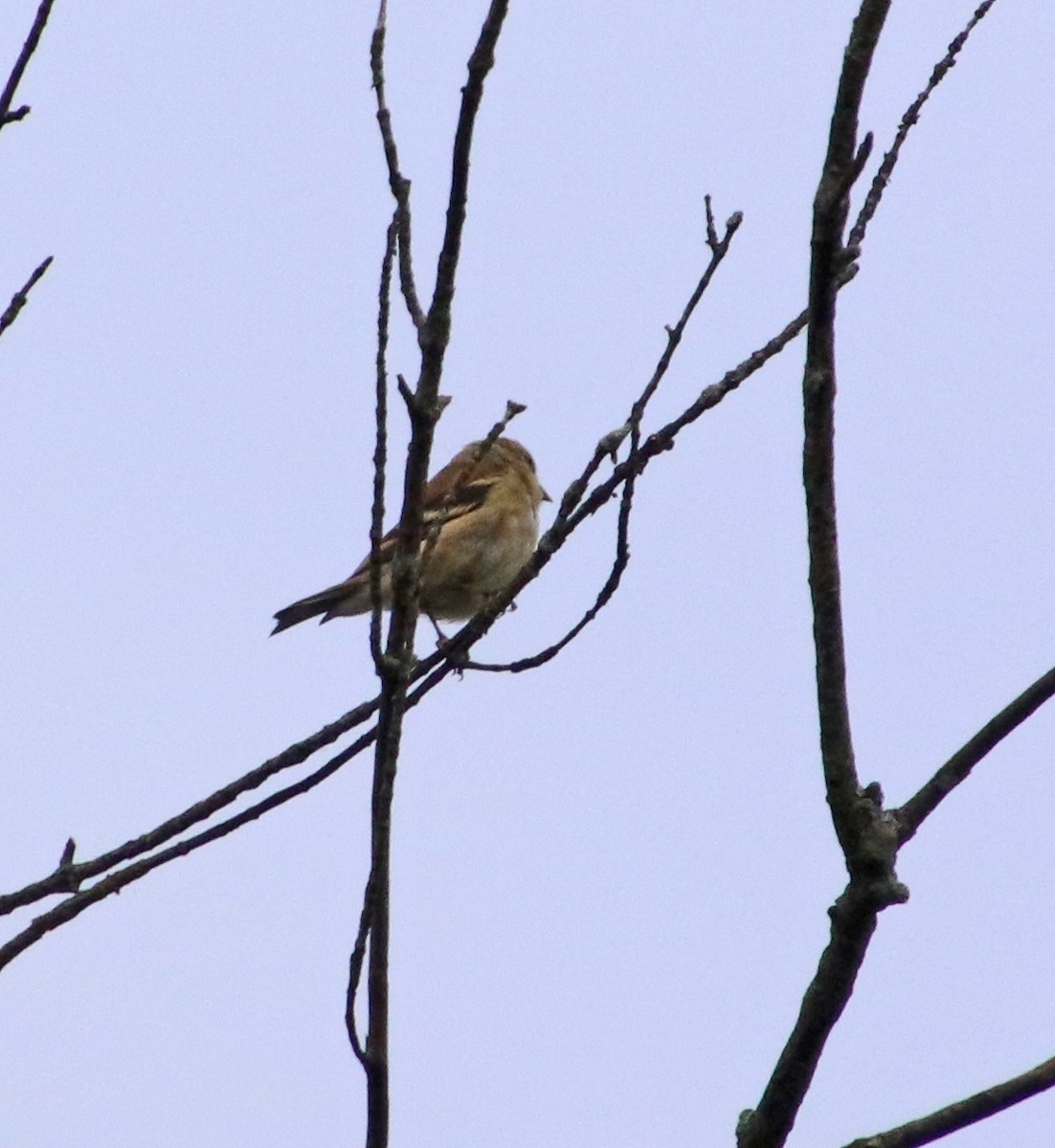 American Goldfinch - ML642661425