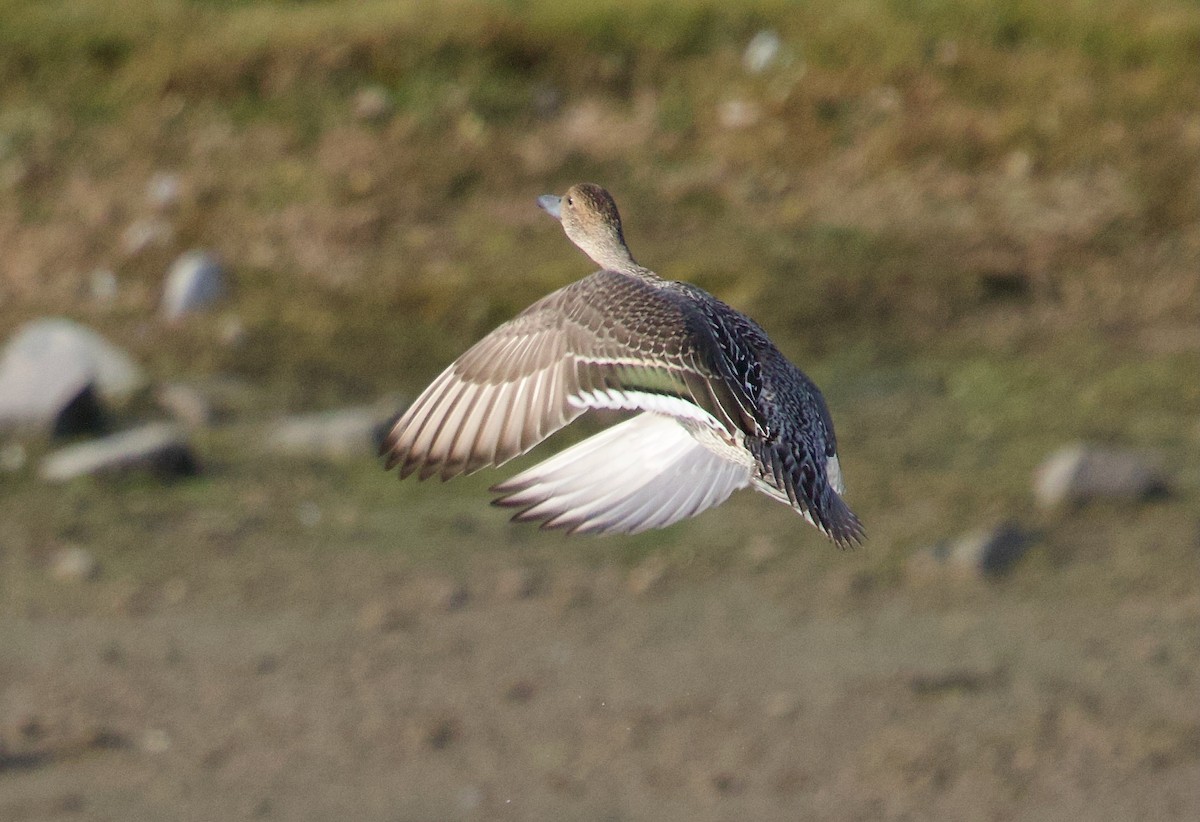 Northern Pintail - ML642661426