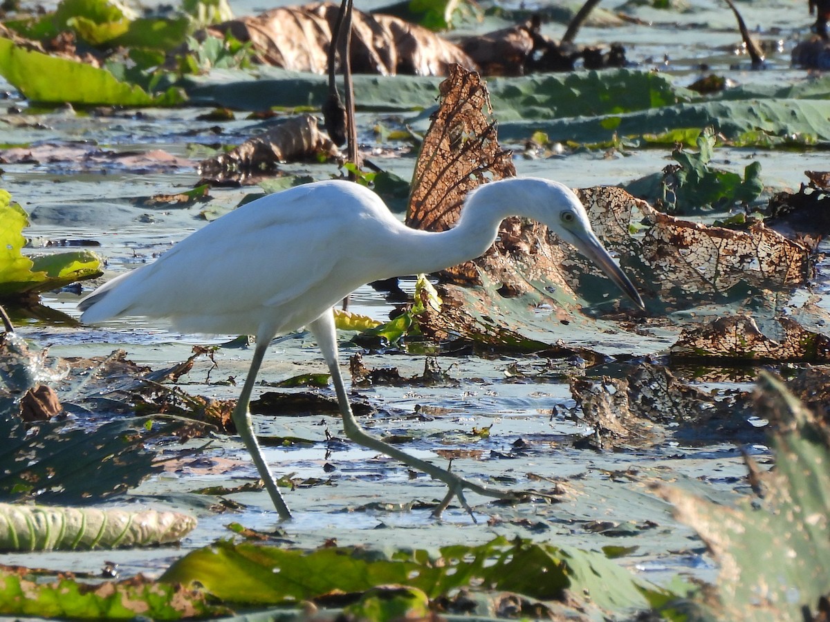 Little Blue Heron - ML642661440