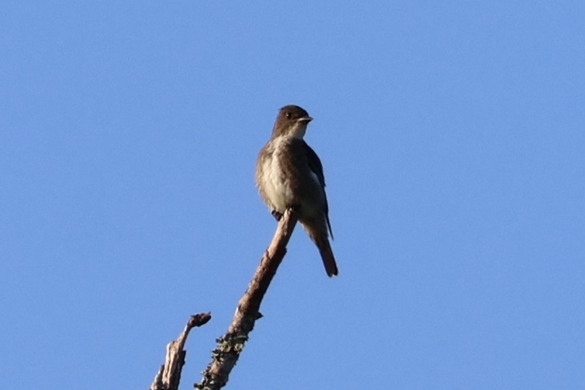 Olive-sided Flycatcher - ML642661444