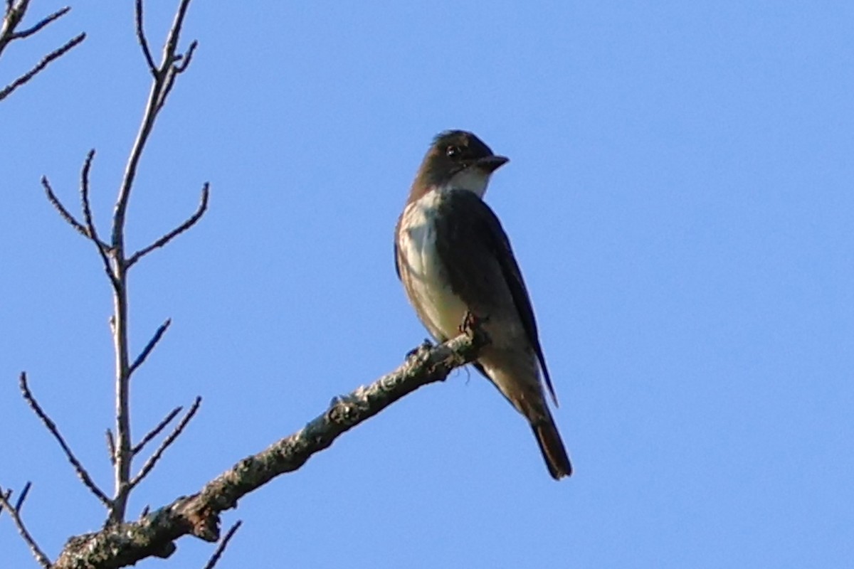 Olive-sided Flycatcher - ML642661445