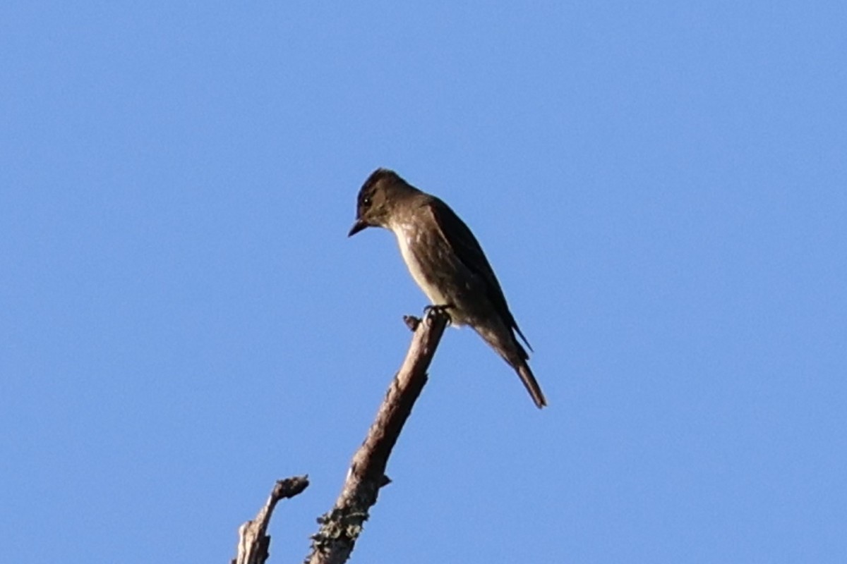 Olive-sided Flycatcher - ML642661446