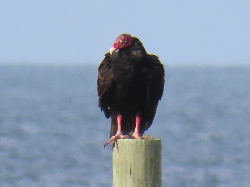 Turkey Vulture - ML642661459