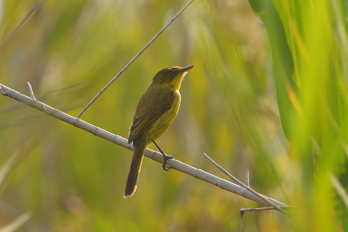 African Yellow-Warbler - ML642661461