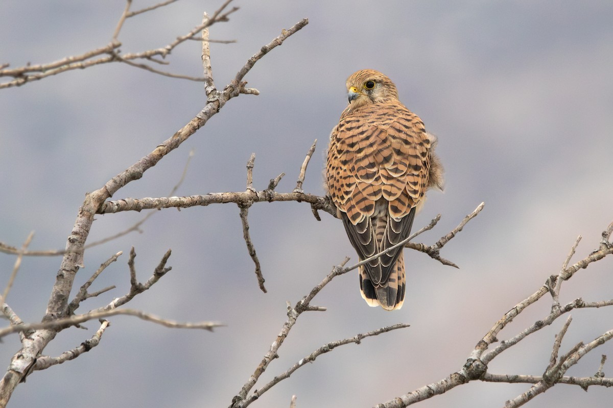 Eurasian Kestrel - ML642661490