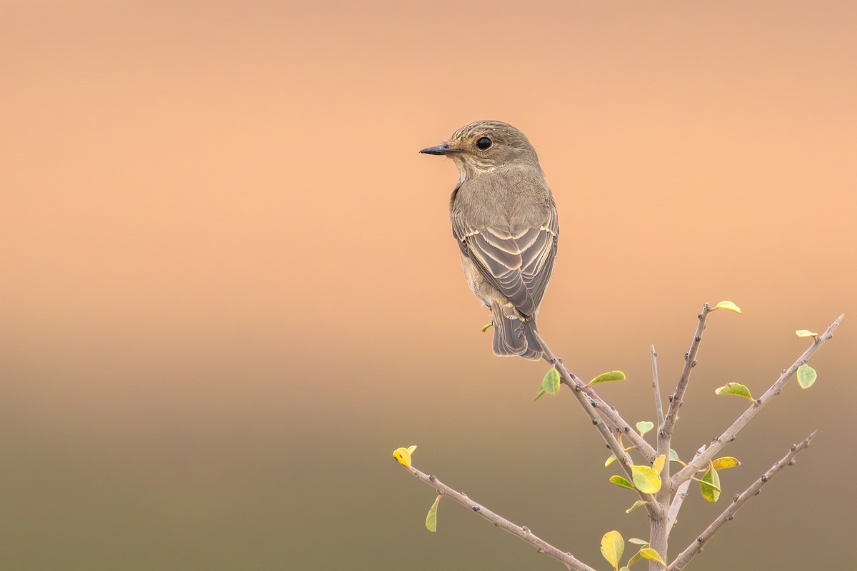 Spotted Flycatcher - ML642661491