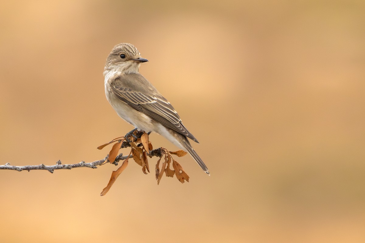 Spotted Flycatcher - ML642661492