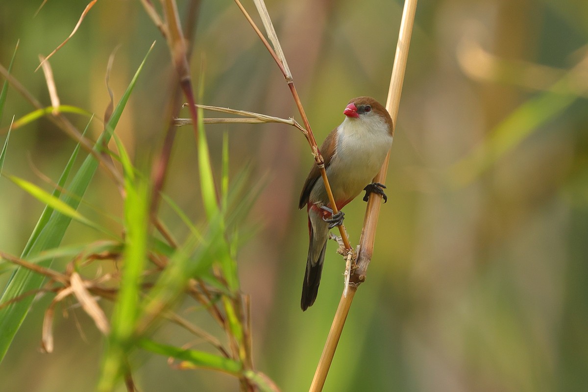 Fawn-breasted Waxbill - ML642661498