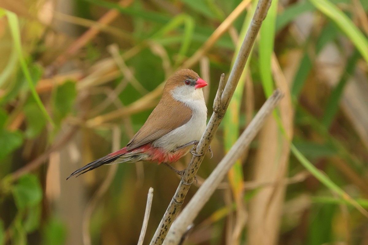 Fawn-breasted Waxbill - ML642661499