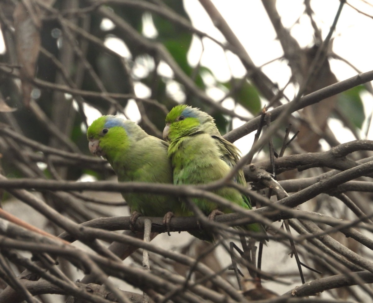 Pacific Parrotlet - ML642661509