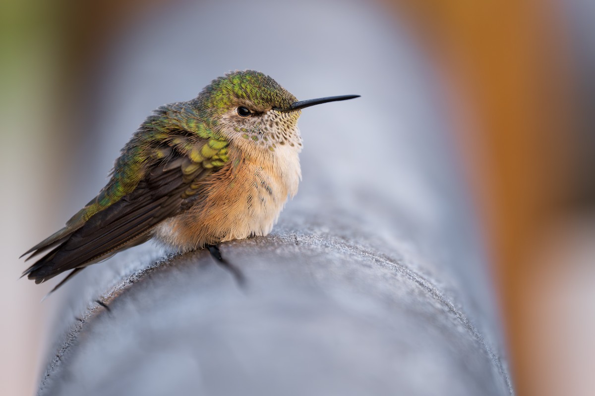 Calliope Hummingbird - ML642661510