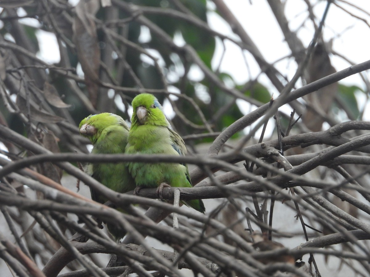 Pacific Parrotlet - ML642661512