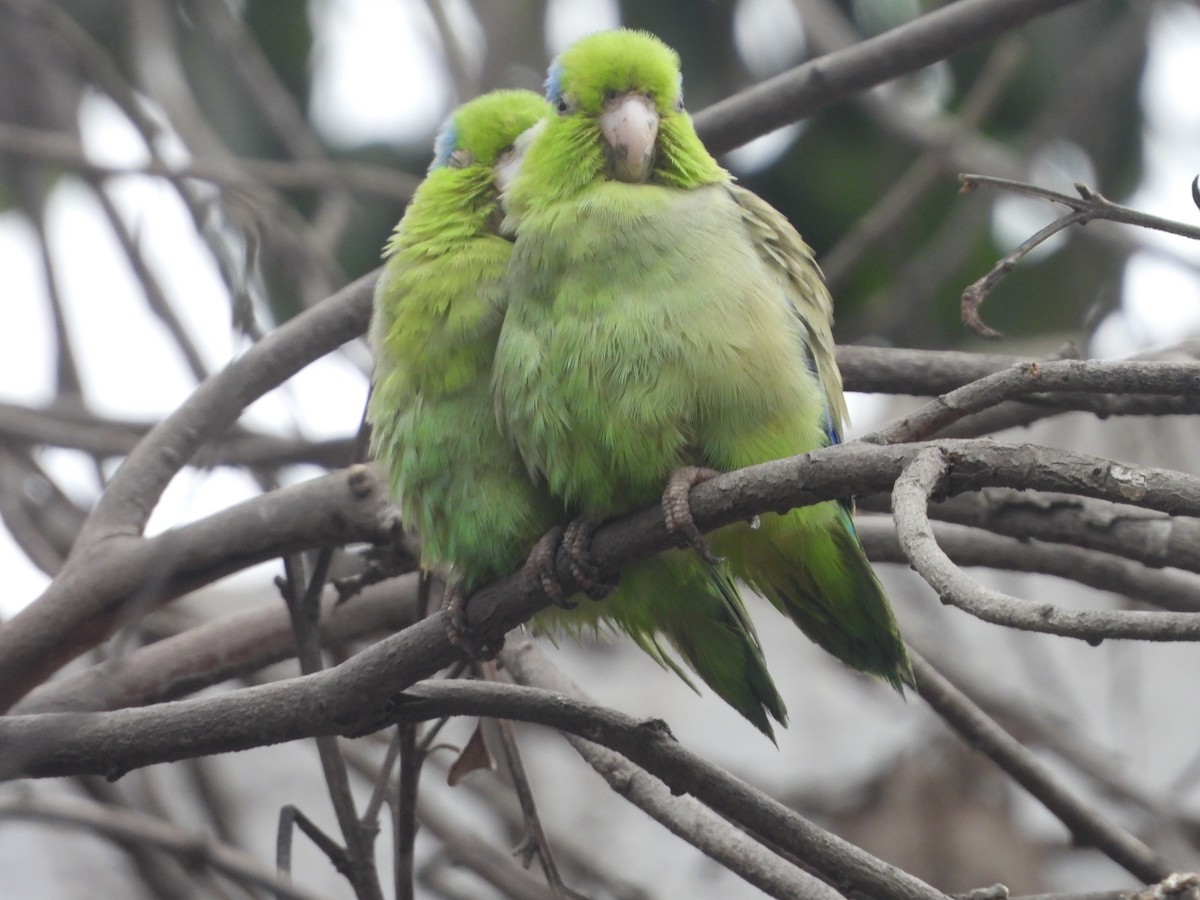 Pacific Parrotlet - ML642661513