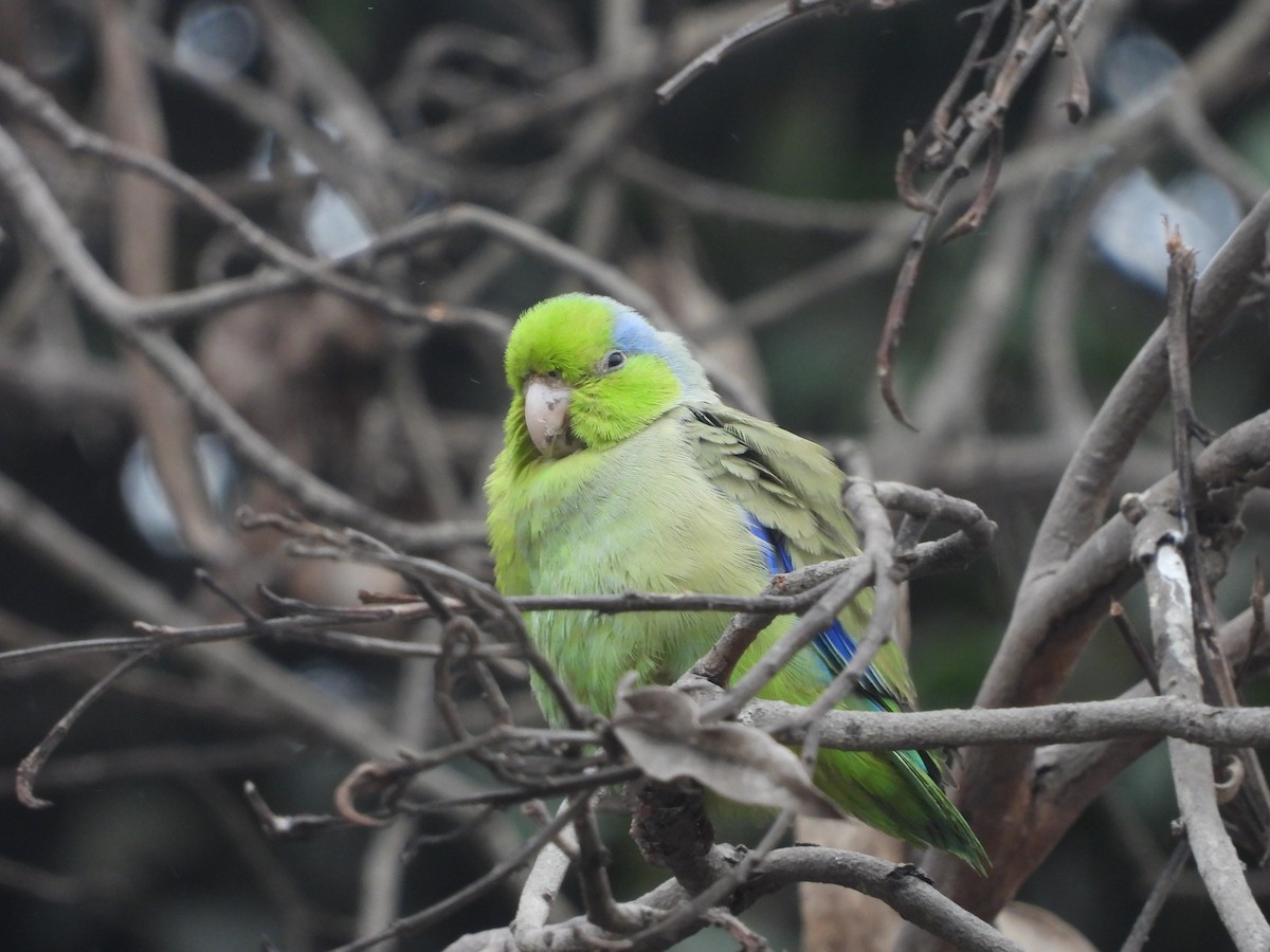 Pacific Parrotlet - ML642661514