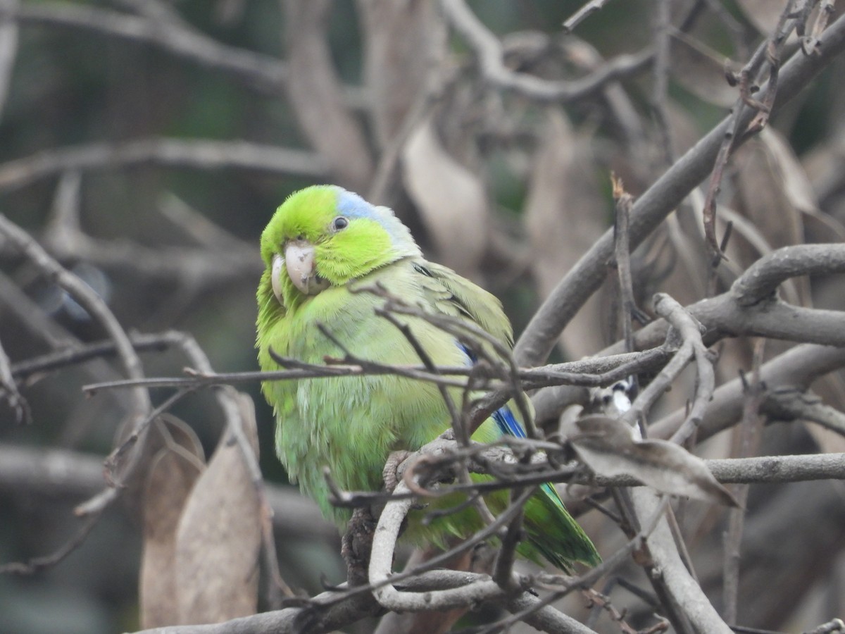 Pacific Parrotlet - ML642661515