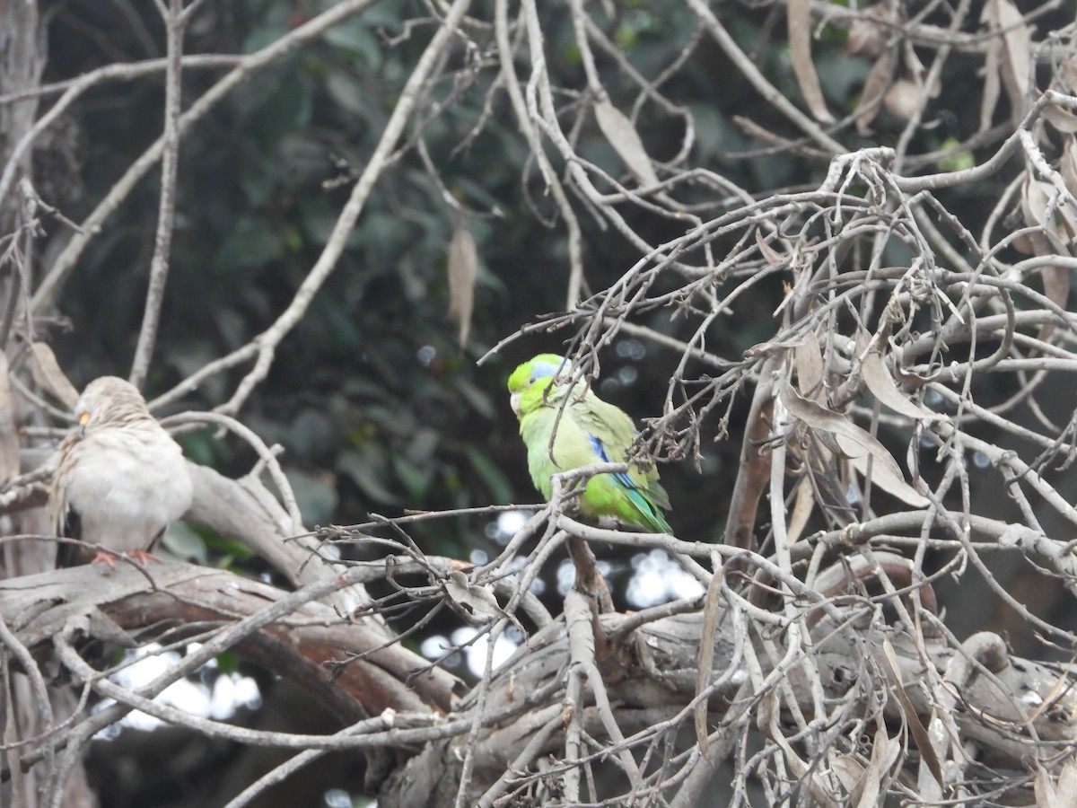 Pacific Parrotlet - ML642661516