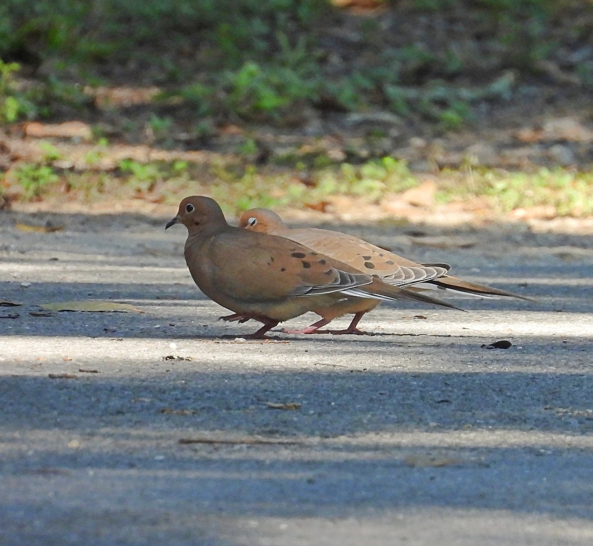 Mourning Dove - ML642661517