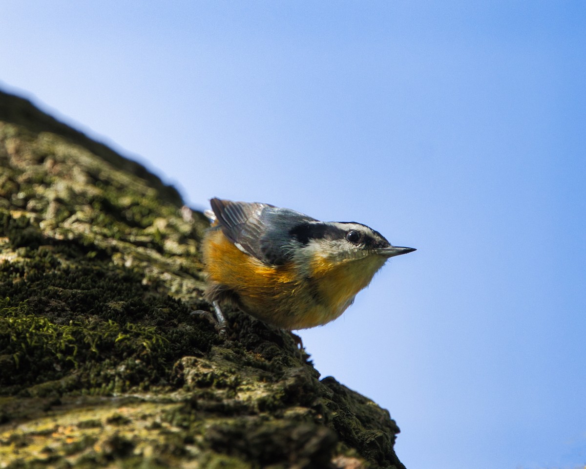 Red-breasted Nuthatch - ML642661519