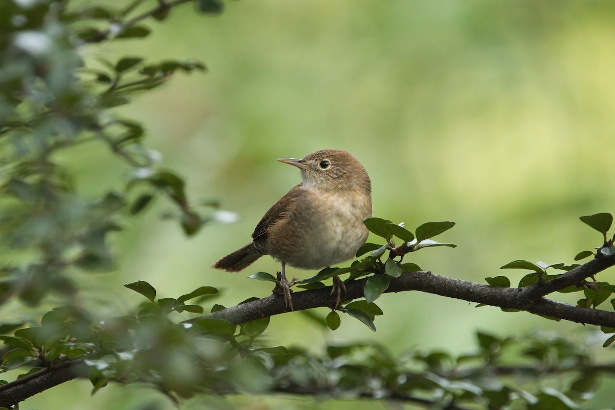Northern House Wren - ML642661523