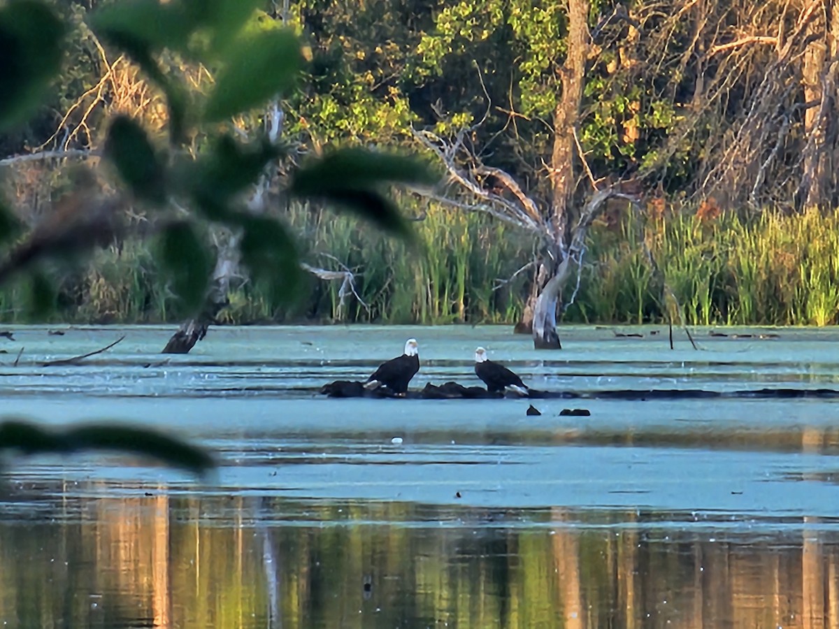 Bald Eagle - ML642661536