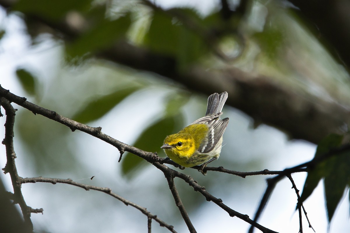 Black-throated Green Warbler - ML642661542