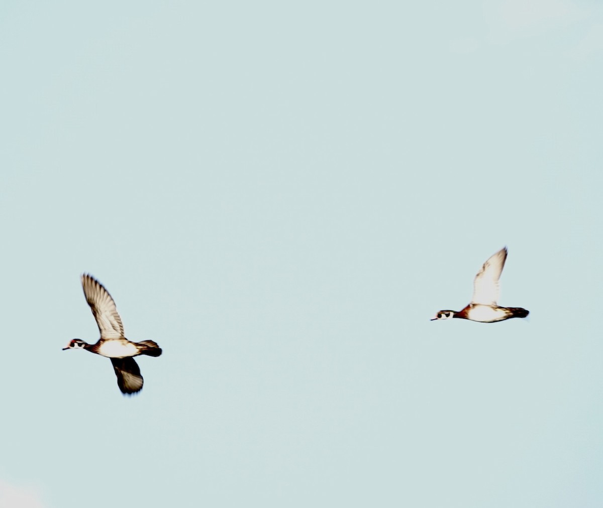 Wood Duck - ML642661548