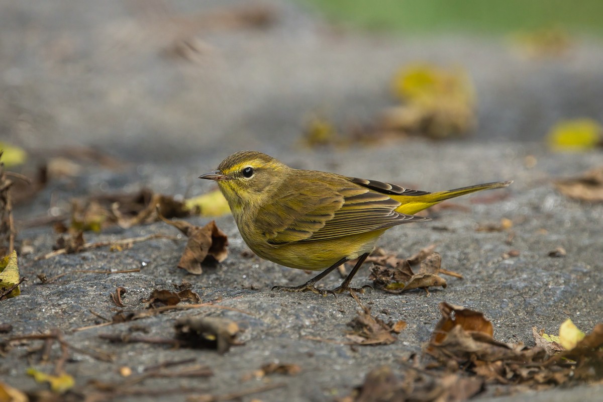 Palm Warbler - ML642661550