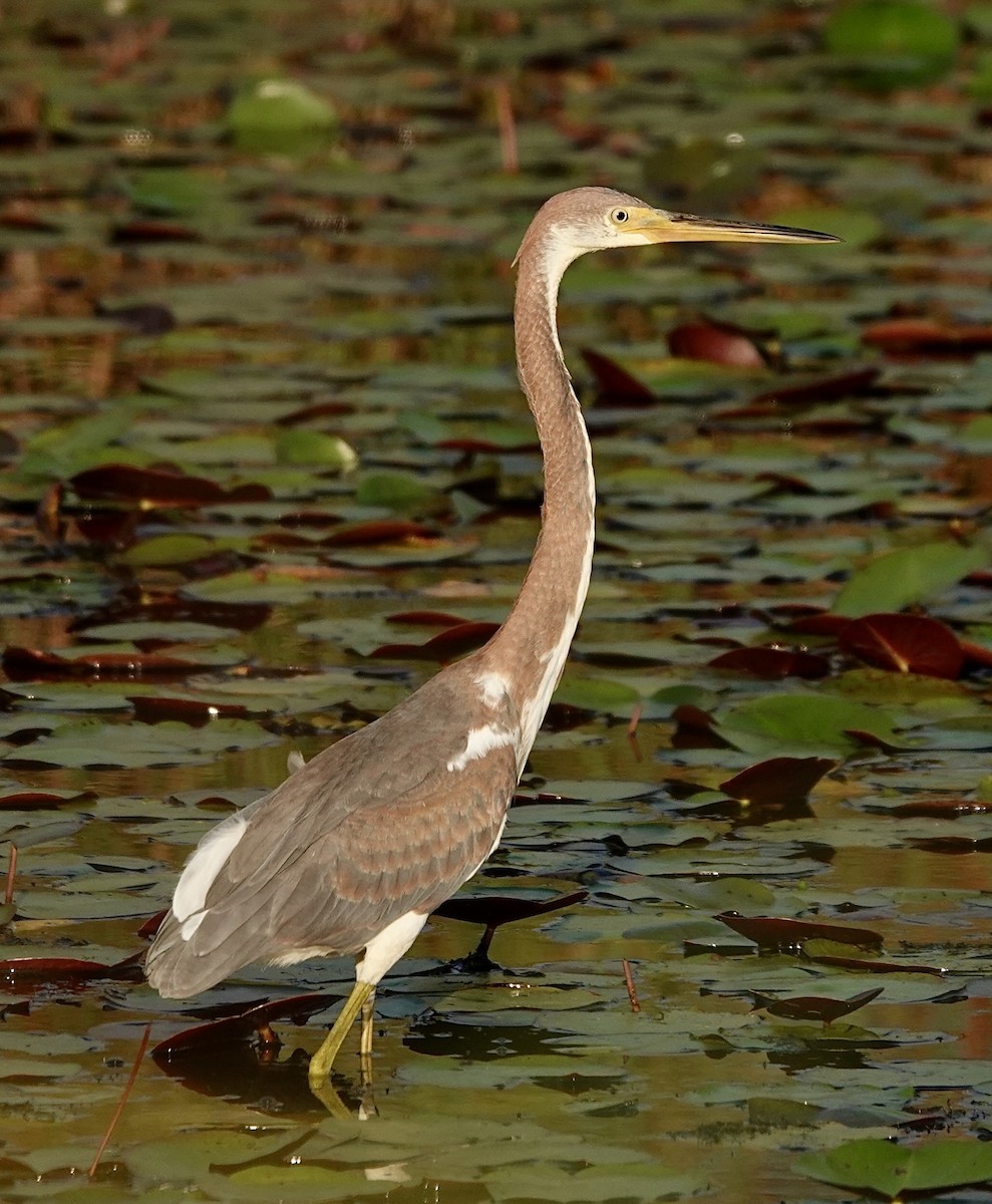 Tricolored Heron - ML642661553