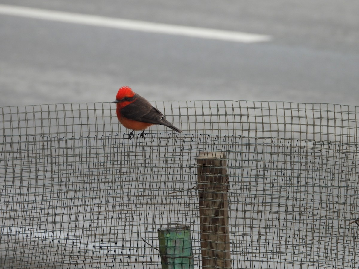 Vermilion Flycatcher - ML642661561