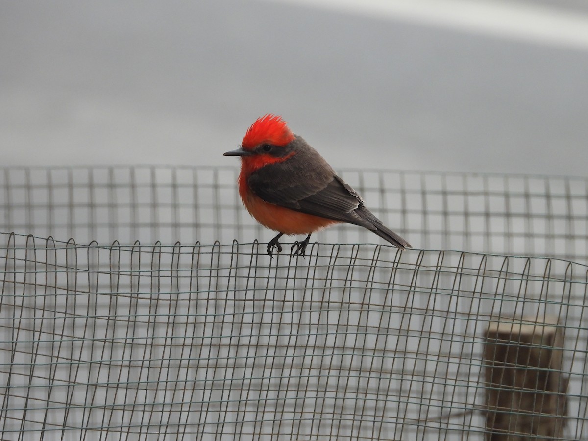 Vermilion Flycatcher - ML642661562