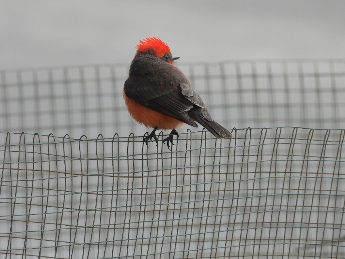 Vermilion Flycatcher - ML642661563